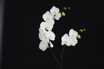 Fototapeta na wymiar white orchid on black