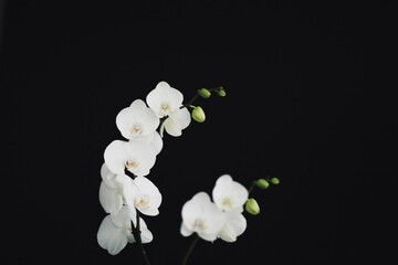 Naklejka na ściany i meble white orchid on black