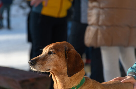 Close-up shot of a head of a Segugio Maremmano dog standing outdoor on a sunny winter day