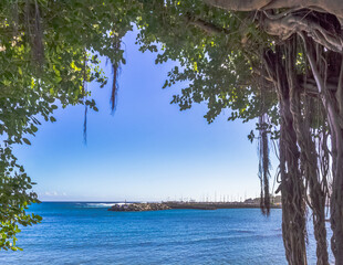 trees on the beach, Terre Sainte, Saint-Pierre, Reunion Island 