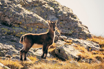 mountain goat on a rock in the mountains