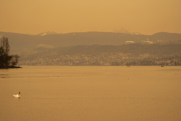 Naklejka premium Lake Zürich seen from City of Zürich with orange sky because of Sahara dust with swan on a spring day, focus on background. Photo taken March 15th, 2022, Zurich, Switzerland.