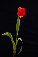 Bud of a red tulip on a black background.
One tulip bud in a glass vase close-up. bokeh