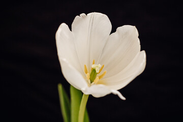 Bud of a white tulip on a black background.
One tulip bud in closeup. bokeh