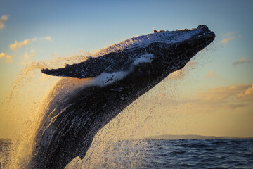 Humpback whale breaching close to our whale watching vessel during golden hour off Sydney, Australia