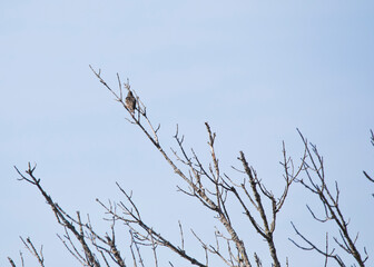 bird on a branch far away isolated against blue sky background. 