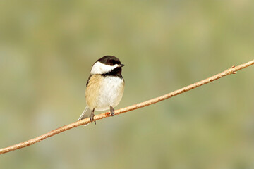 Black capped chickadee perching on stick isolated on green bokeh background. 