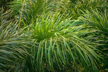 Green palm tree leaves, natural tropical background