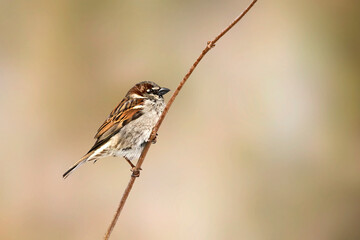 Male house sparrow on branch close up isolated on a blurred brown background. 