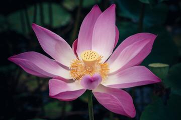 Pink lotus or waterlily flower grows in a dark
