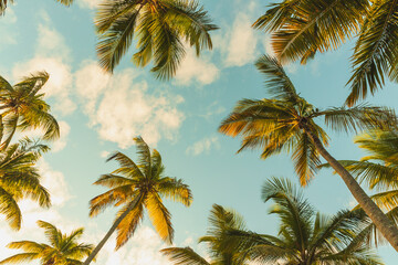 Coconut palm trees are under blue cloudy sky