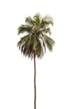Tall coconut palm tree isolated on white
