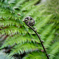 Close up of a fresh leave of Soft tree fern (Dicksonia antarctica)
