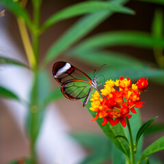 Close up of Glasswing butterfly (Greta oto)  © Gert-Jan van Vliet