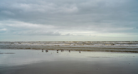 Coast of North sea with seagulls
