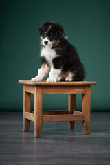 happy puppy on a green background. breed Australian Shepherd. dog studio portrait