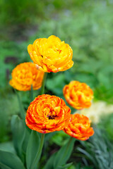 orange-yellow double tulips in the garden. spring flowers.