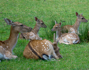 View of resting fallow deers (Dama dama) on the grass