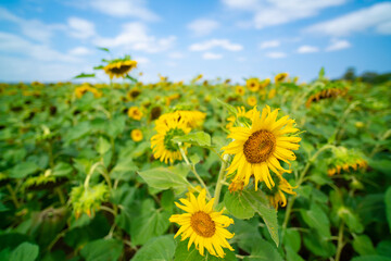 field of sunflowers and blue sky