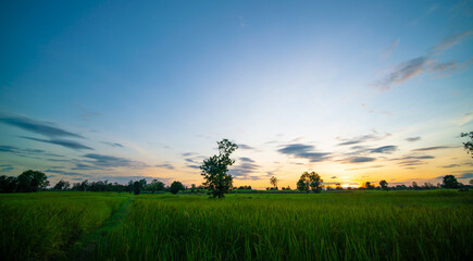 sunset over the field