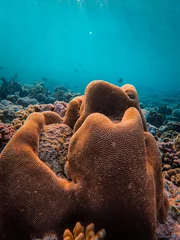 Photo sur Plexiglas Turquoise Belle vue sur une vie océanique