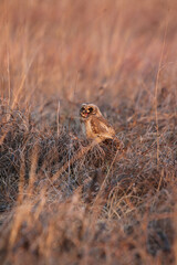 Marsh Owl, Kruger National Park