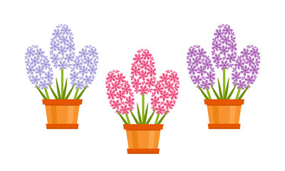 Hyacinths of different colors in pots. Vector simple flat illustration of spring flowers.