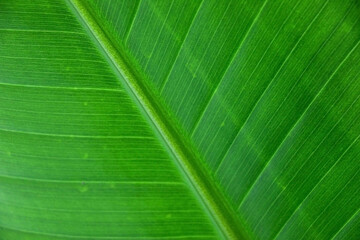 Beautiful leaf of Strelitzia nicolai (Giant White Bird of Paradise) Plant in extreme detail showing its beautiful veins and venation pattern, selective focus