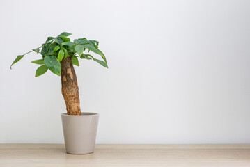 Small Pachira aquatica (Guiana Chestnut, money tree) plant in a pot on a wooden table against white wall
