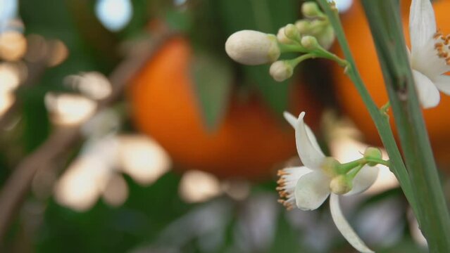 Super close-up of the white citrus flower blooming on the branch