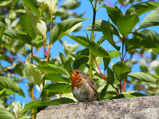 Rouge-gorge sur un muret 