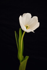 Naklejka na ściany i meble Bud of a white tulip on a black background. One tulip bud in closeup. bokeh