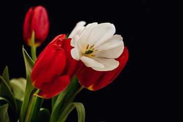 Bouquet of tulips on a black background. White and red tulips on a black background. Bokeh 