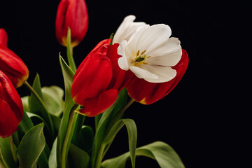 Bouquet of tulips on a black background. White and red tulips on a black background. Bokeh 