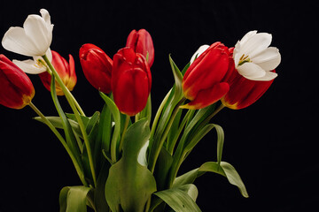 Bouquet of tulips on a black background. White and red tulips on a black background. Bokeh 