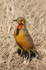 Cape Longclaw, Addo Elephant National Park