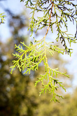 against the background of the sky, a branch of arborvitae. the sun shines on the leaves of the tree.