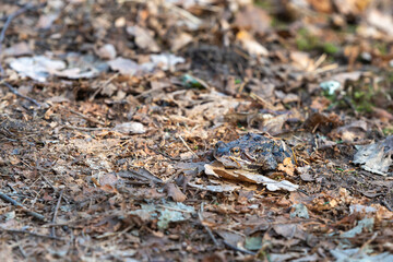 A common frog on a path,  camouflaged by withered leaves. Nature, animal photography taken in Sweden in March, springtime. Natural background with copy space, place for text.