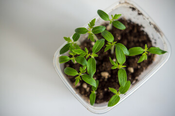 
tomato seedlings in a plastic container