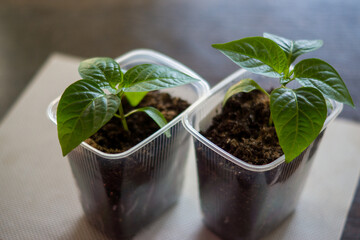 pepper seedlings in a plastic container