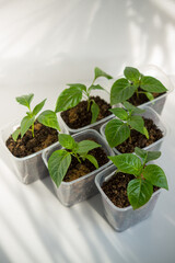 pepper seedlings in a plastic container