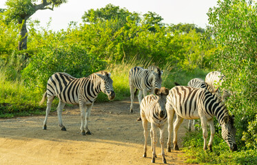Zebras im Naturreservat Hluhluwe Nationalpark Südafrika