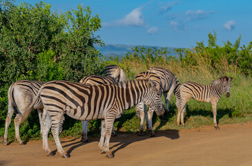 Fototapeta na wymiar Zebras im Naturreservat Hluhluwe Nationalpark Südafrika