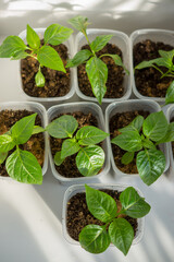 pepper seedlings in a plastic container