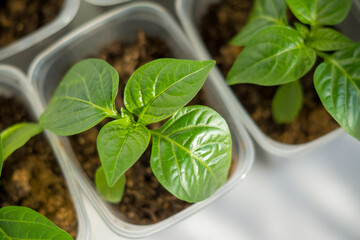 pepper seedlings in a plastic container