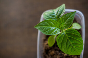 pepper seedlings in a plastic container