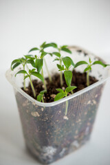 young tomato seedlings in one plastic container focus on some leaves