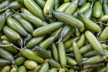 cucumber