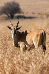 Eland bull, Kruger National Park