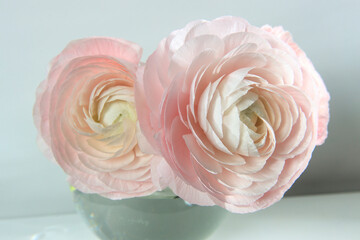 Three pale pink ranunculus in a transparent round vase on the white windowsill. Copy space. Place for text